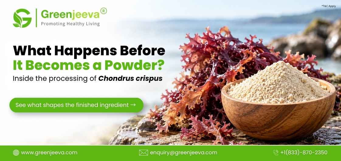 How Is Organic Irish Moss Powder Made? A Look at Chondrus crispus Processing